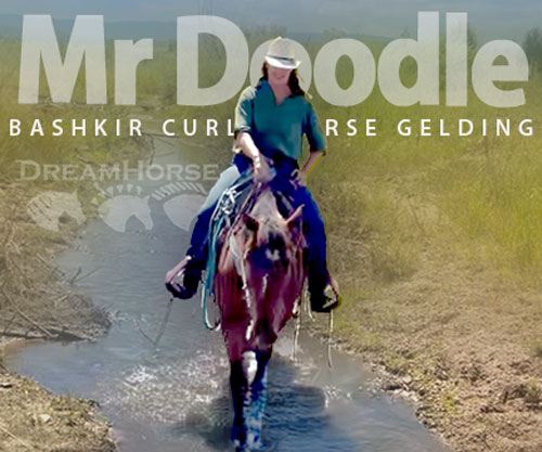 Horse ID: 2304279 Mr Doodle