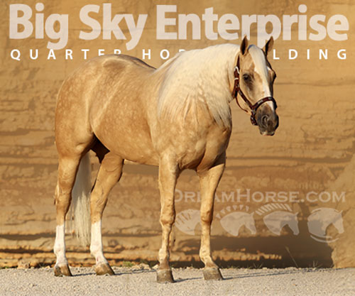 Horse ID: 2304321 Big Sky Enterprise