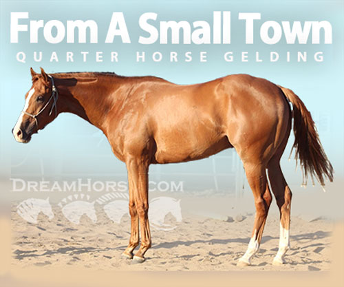 Horse ID: 2304383 From A Small Town