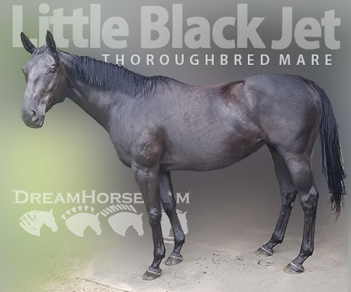 Horse ID: 2304436 Little Black Jet
