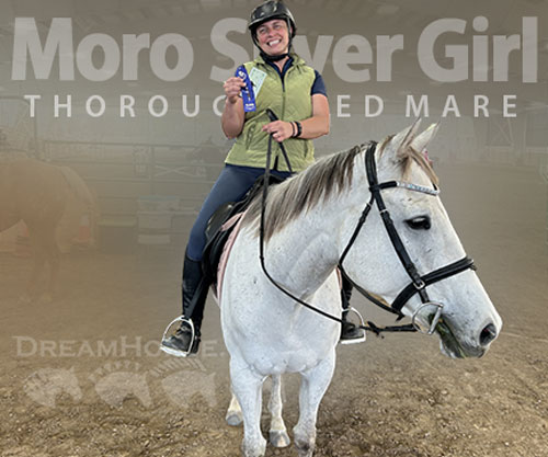 Horse ID: 2304447 Moro Silver Girl