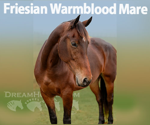 Horse ID: 2304727 Friesian/warmblood mare