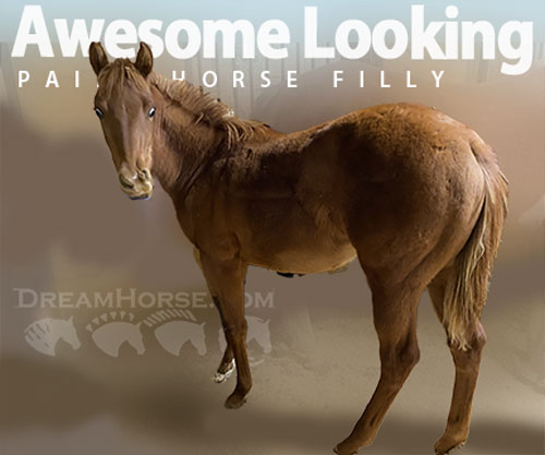 Horse ID: 2304877 Awesome Looking Daisy