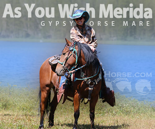 Horse ID: 2304901 As You Wish Merida