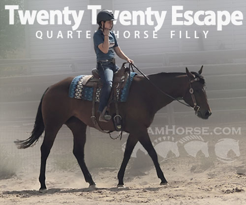 Horse ID: 2304986 Twenty Twenty Escape