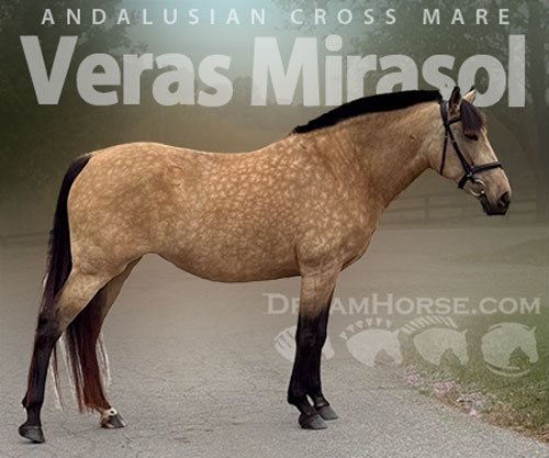 Horse ID: 2304991 Veras Mirasol