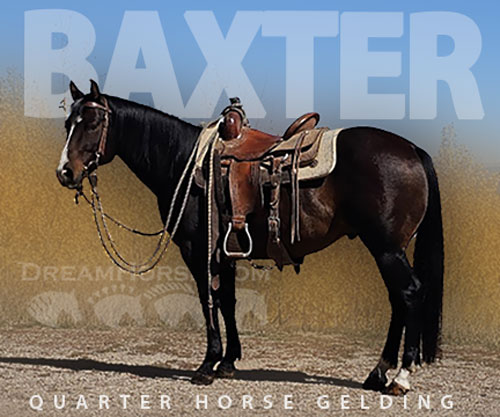 Horse ID: 2305028 Baxter