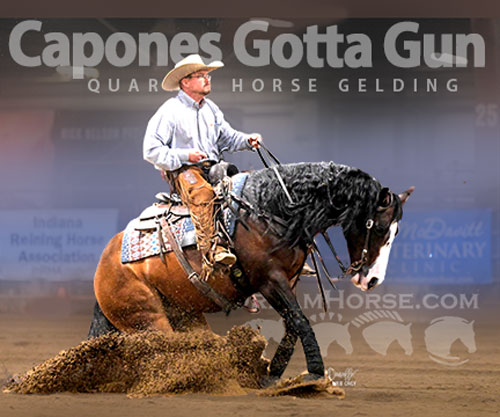 Horse ID: 2305034 Capones Gotta Gun