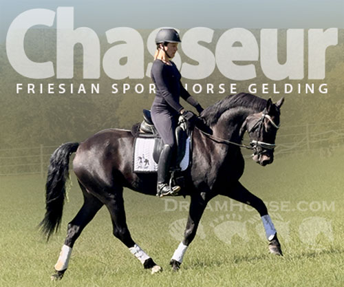 Horse ID: 2305093 Chasseur