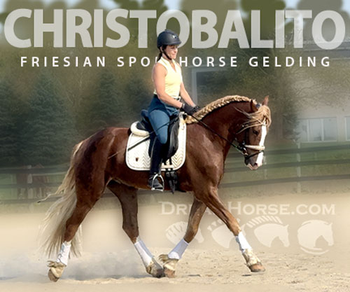 Horse ID: 2305095 Christobalito