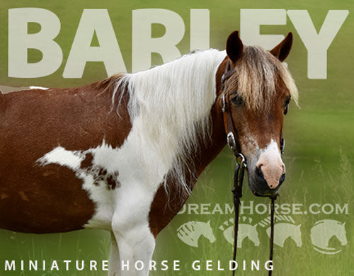 Horse ID: 2305116 Barley