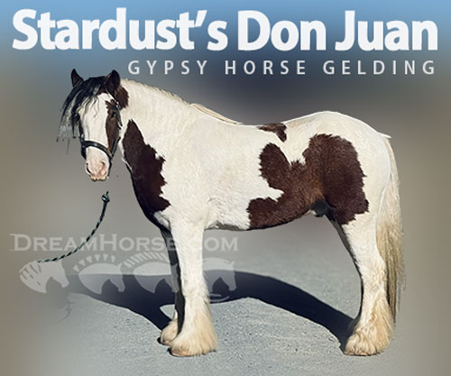 Horse ID: 2305196 Stardust’s Don Juan