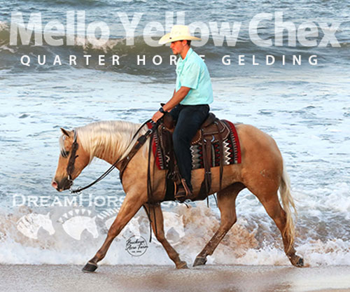 Horse ID: 2305199 Mello Yellow Chex