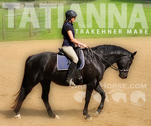 Horse ID: 2305232 Tatianna