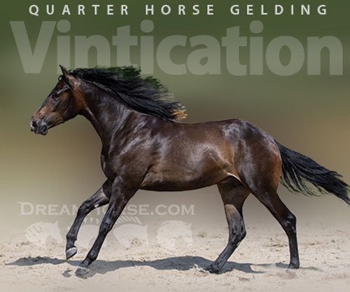 Horse ID: 2305375 Vintication