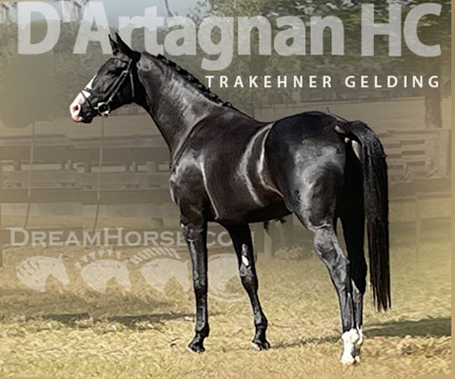 Horse ID: 2305387 D'Artagnan HC