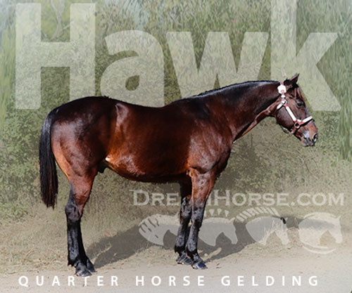 Horse ID: 2305399 Hawk