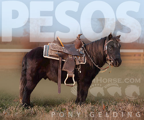 Horse ID: 2305424 Watch Video! Gentle, Safe & Fun!