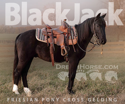 Horse ID: 2305425 Watch Video! Stunning Friesian Pony Cross