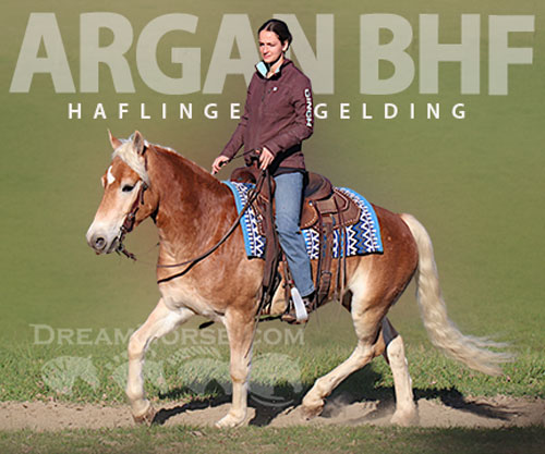 Horse ID: 2305538 Argan Bhf