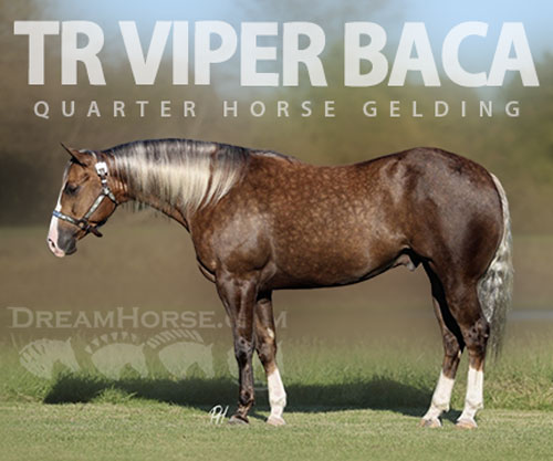 Horse ID: 2305573 TR VIPER BACA