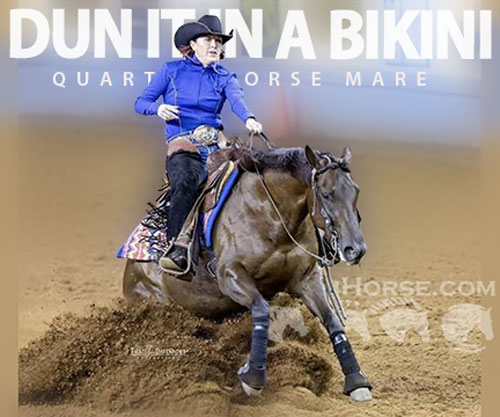 Horse ID: 2305578 DUN IT IN A BIKINI