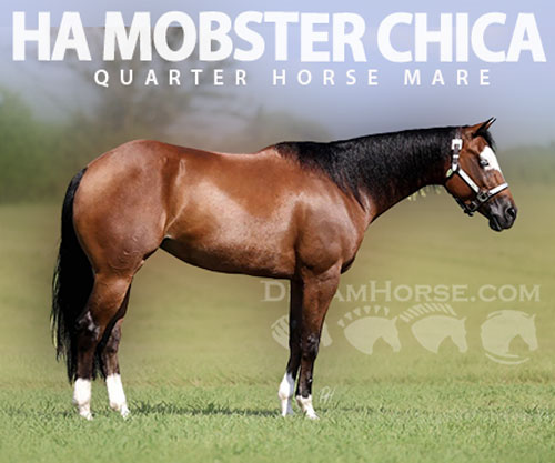Horse ID: 2305580 HA MOBSTER CHICA