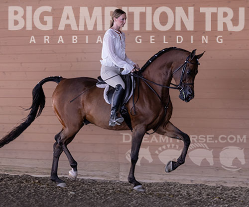 Horse ID: 2305582 Big Ambition TRJ
