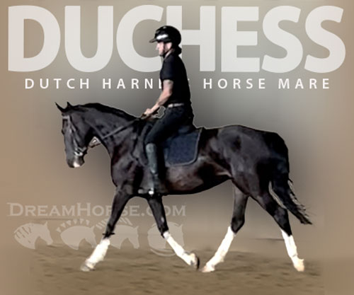 Horse ID: 2305605 Duchess