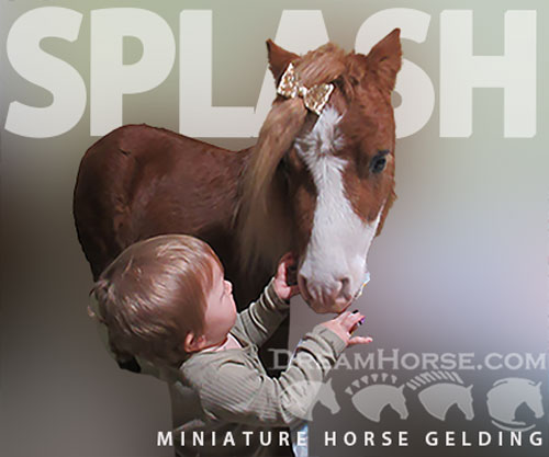 Horse ID: 2305606 splash