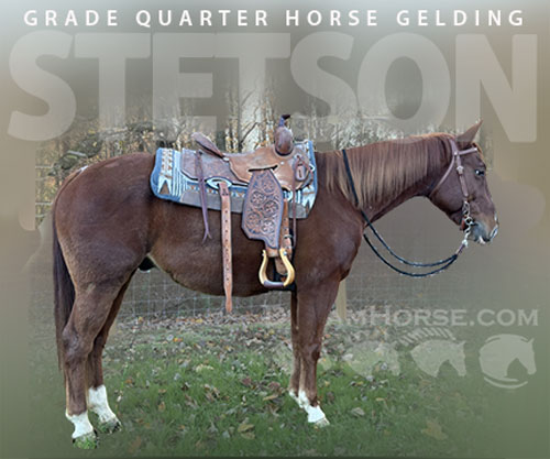 Horse ID: 2305634 Stetson