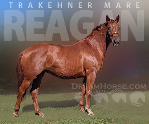 Horse ID: 2305644 Reagan