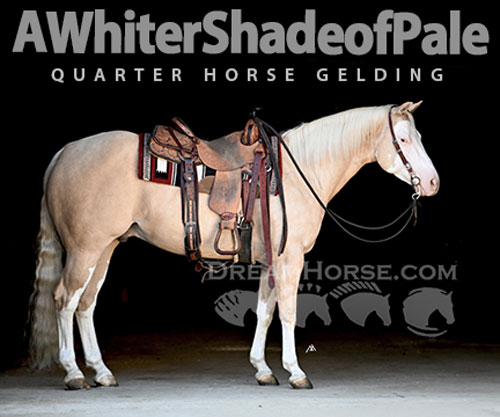 Horse ID: 2305646 AWhiterShadeofPale