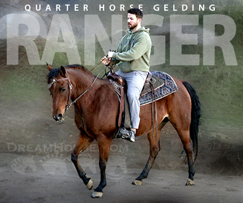 Horse ID: 2305651 RANGER