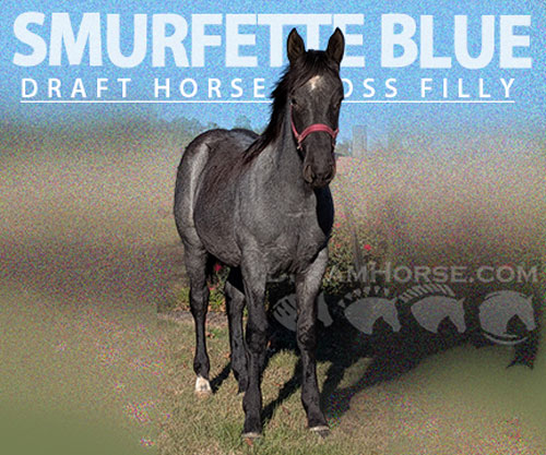 Horse ID: 2305753 Smurfette Blue