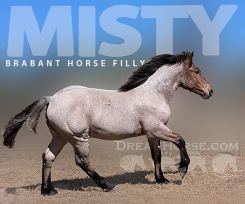 Horse ID: 2305755 Misty