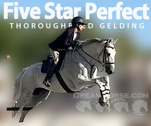 Horse ID: 2305768 Five Star Perfect