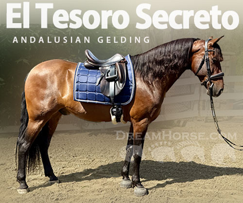 Horse ID: 2305864 El Tesoro Secreto