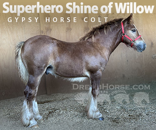 Horse ID: 2305924 Superhero Shine of Willow Rock