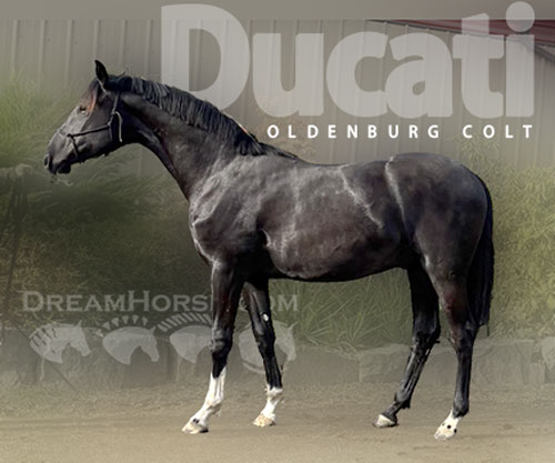 Horse ID: 2305952 Ducati