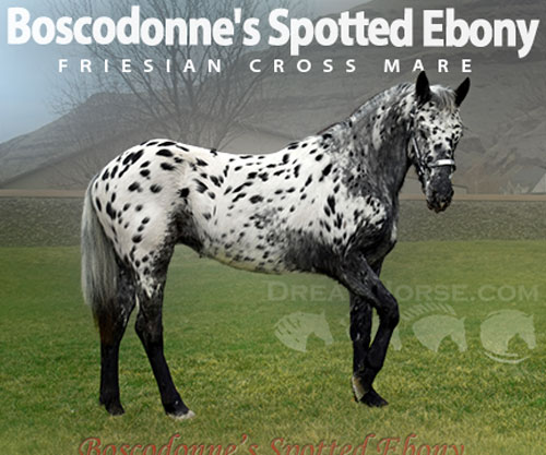 Horse ID: 2306028 Boscodonne's Spotted Ebony