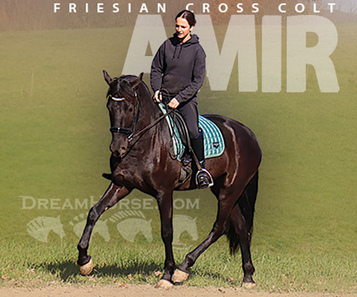 Horse ID: 2306029 Amir