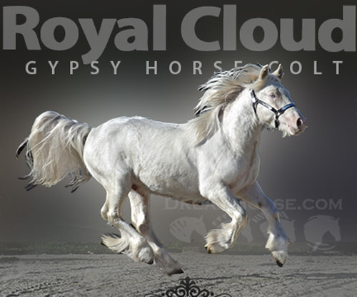 Horse ID: 2306032 Royal Cloud