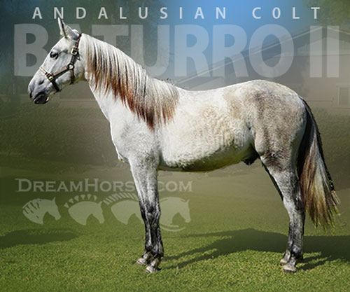 Horse ID: 2306067 Baturro II