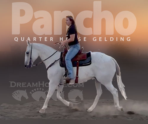 Horse ID: 2306200 Pancho