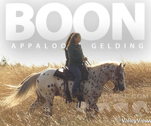 Horse ID: 2306242 Boon