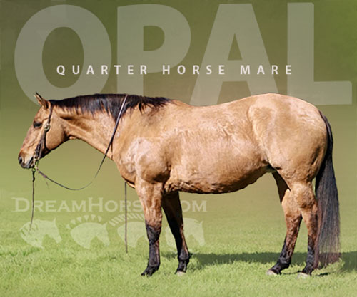 Horse ID: 2306933 SAGE