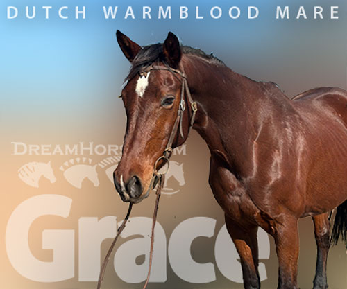 Horse ID: 2307212 Grace