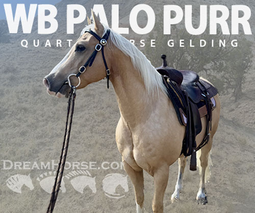Horse ID: 2307260 WB PALO PURR