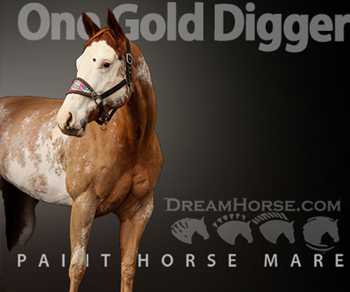 Horse ID: 2307343 One Gold Digger